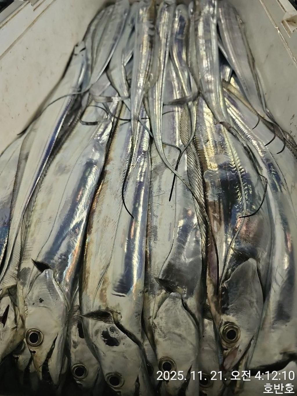 낚시뚜,갈치,통영 신전항,통영호반호,낚시뚜29