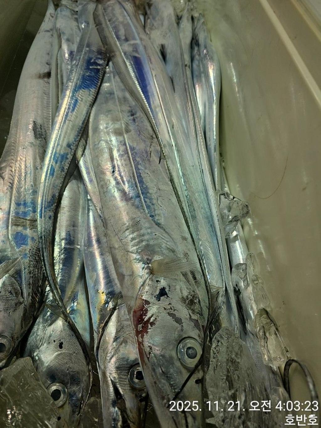 낚시뚜,갈치,통영 신전항,통영호반호,낚시뚜28