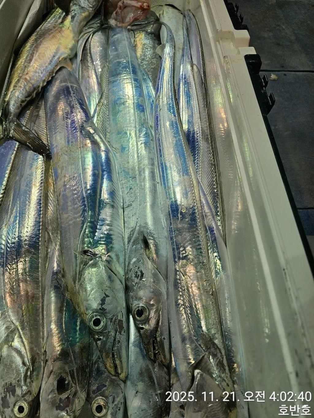 낚시뚜,갈치,통영 신전항,통영호반호,낚시뚜27