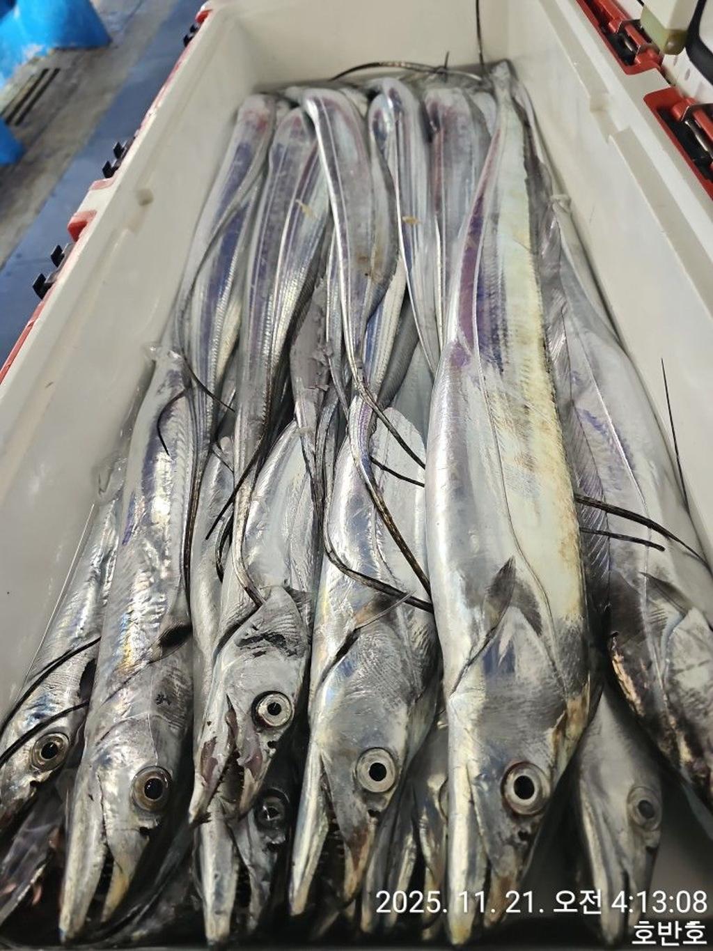 낚시뚜,갈치,통영 신전항,통영호반호,낚시뚜26