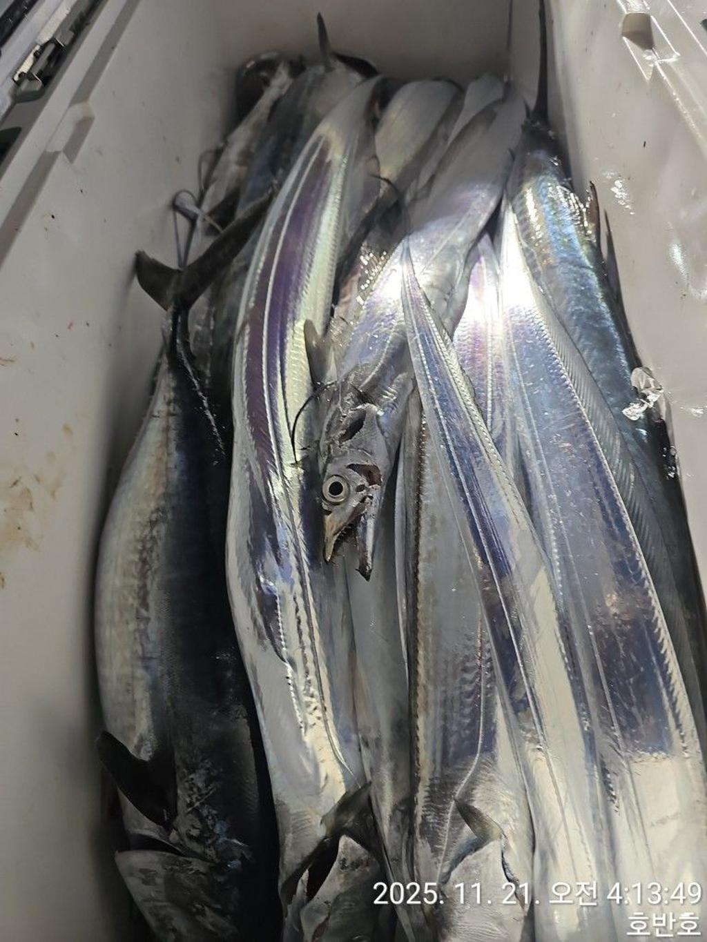 낚시뚜,갈치,통영 신전항,통영호반호,낚시뚜25