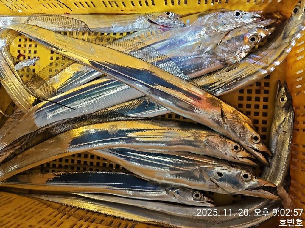 낚시뚜,갈치,통영 신전항,통영호반호,낚시뚜24