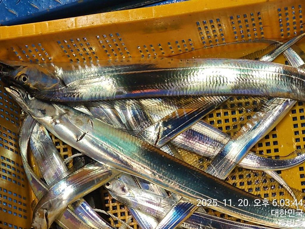 낚시뚜,갈치,통영 신전항,통영호반호,낚시뚜23