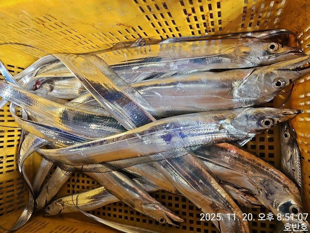 낚시뚜,갈치,통영 신전항,통영호반호,낚시뚜22