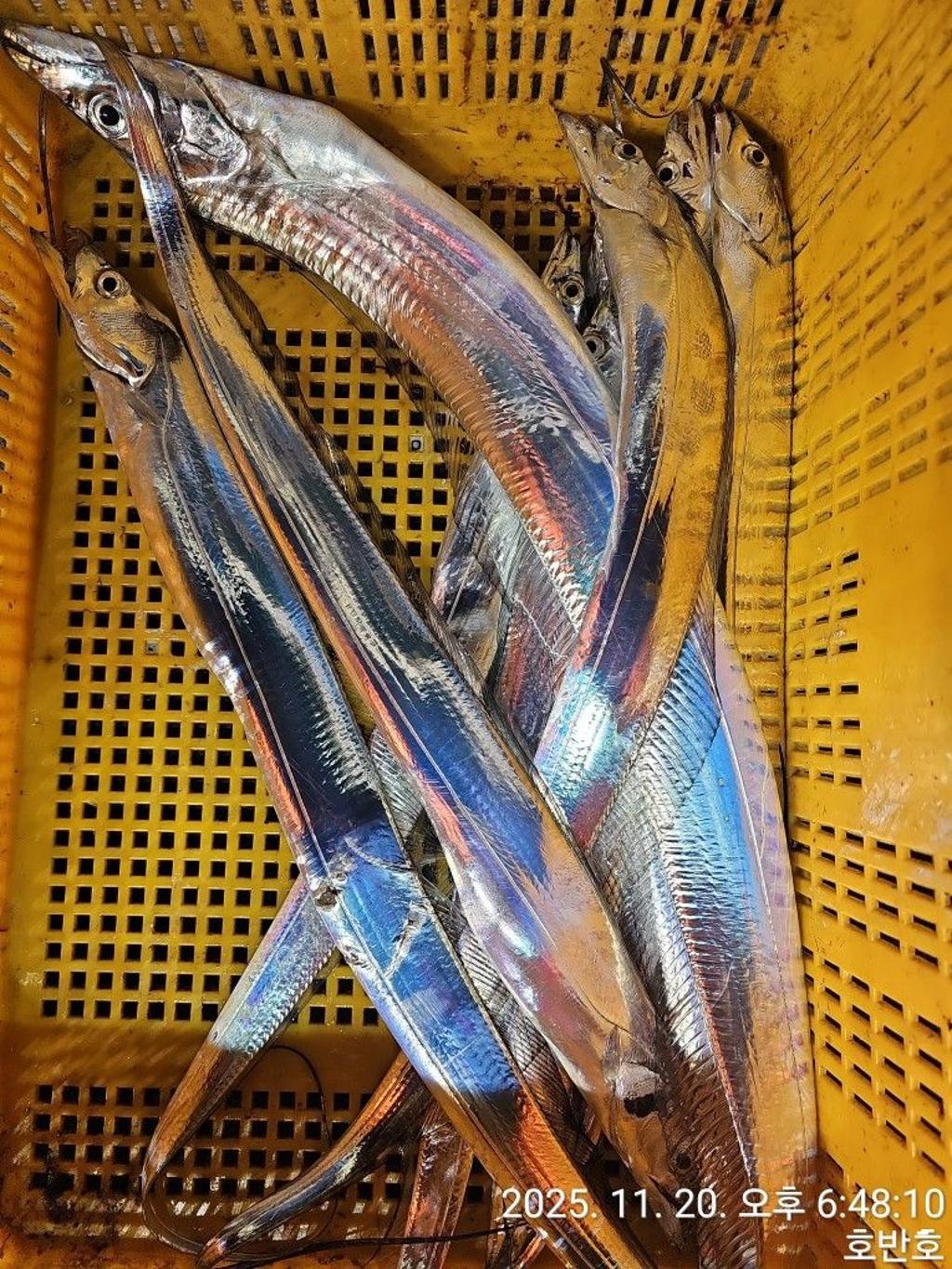 낚시뚜,갈치,통영 신전항,통영호반호,낚시뚜21