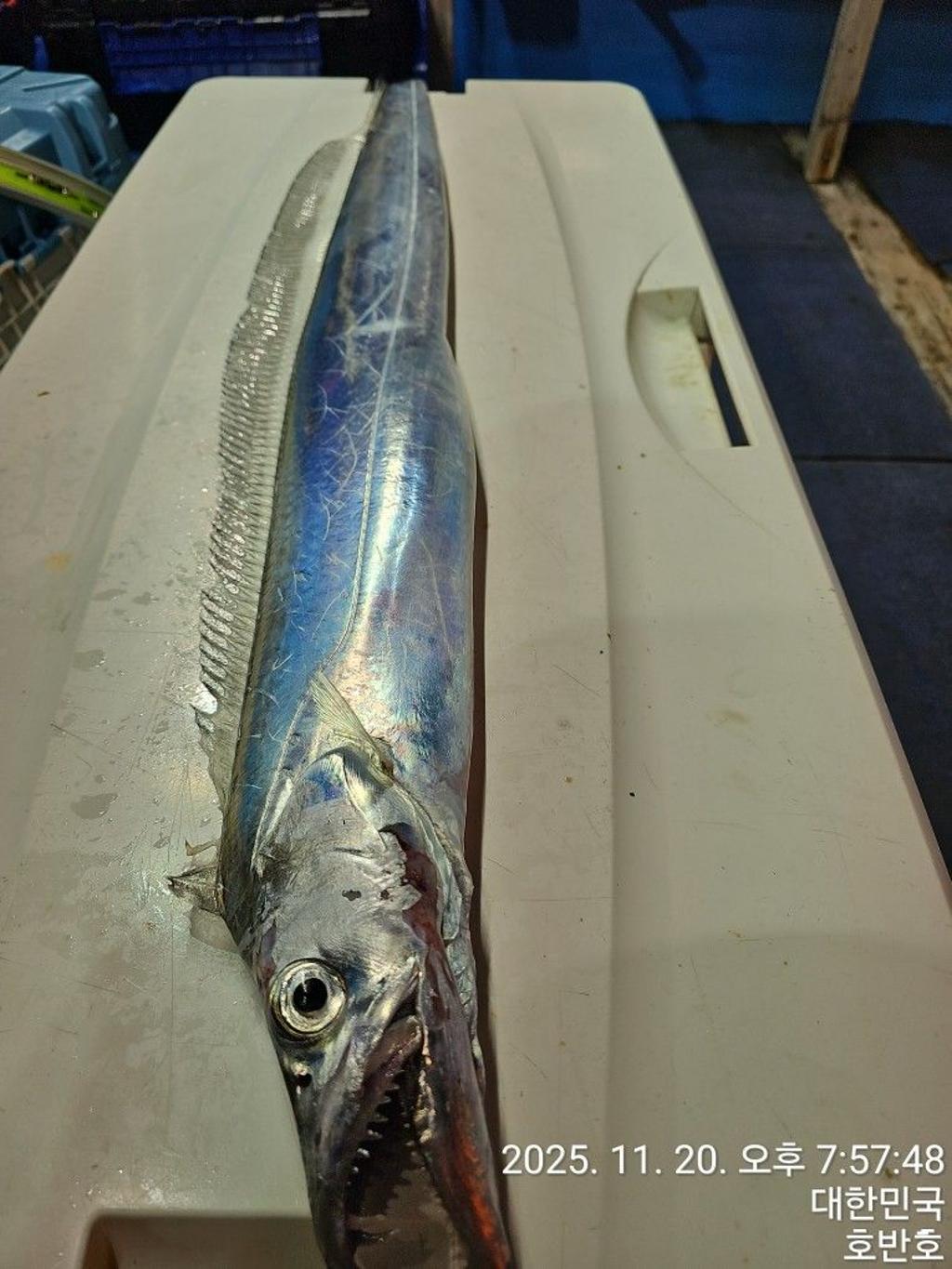 낚시뚜,갈치,통영 신전항,통영호반호,낚시뚜19