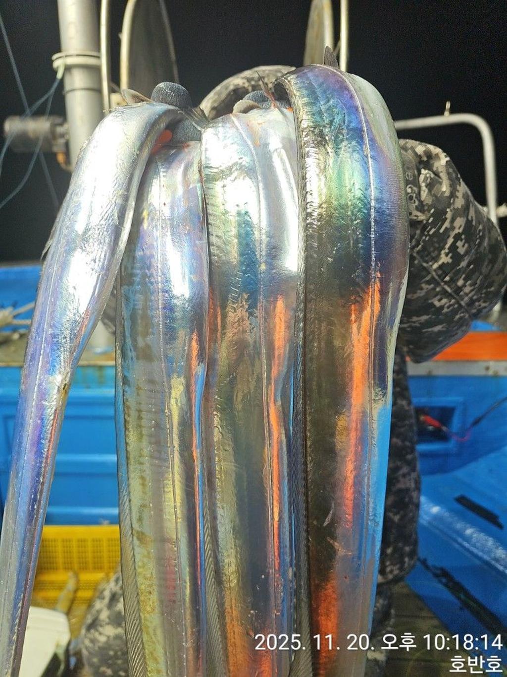 낚시뚜,갈치,통영 신전항,통영호반호,낚시뚜15