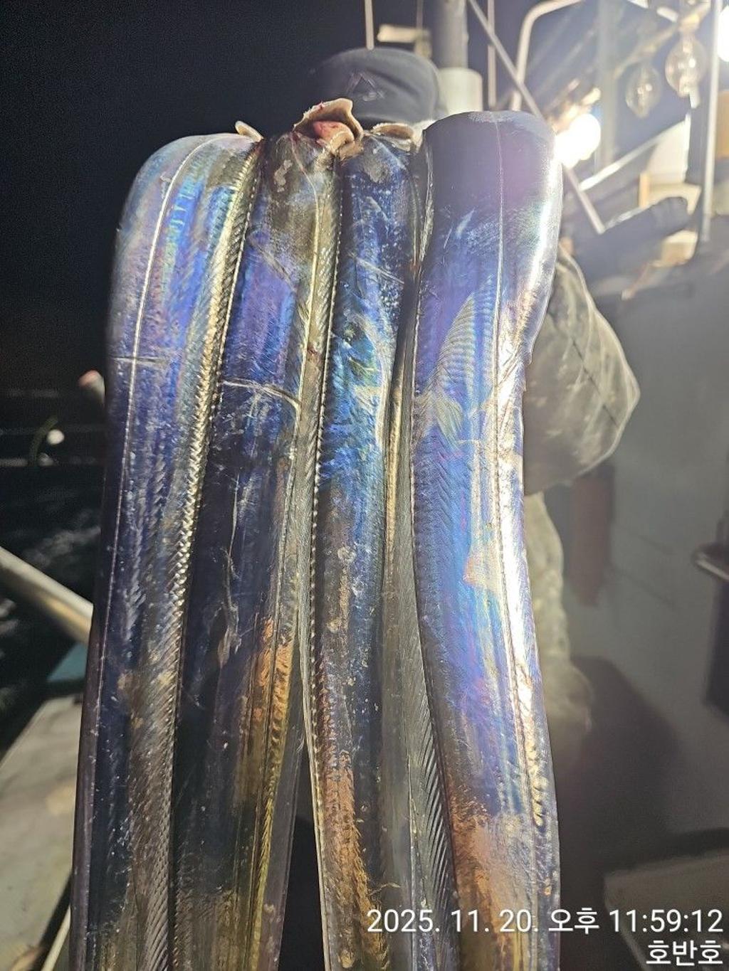 낚시뚜,갈치,통영 신전항,통영호반호,낚시뚜12