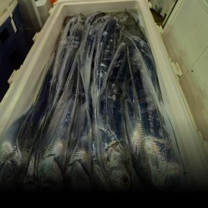 조황, 뉴무지개 간밤 악조건에도 많이 잡아  왔습니다