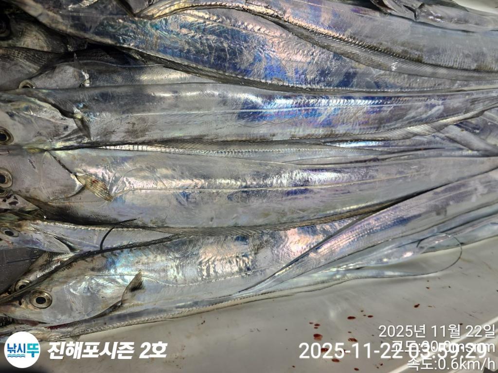 낚시뚜,갈치,진해행암항,진해포시즌 2호,낚시뚜19