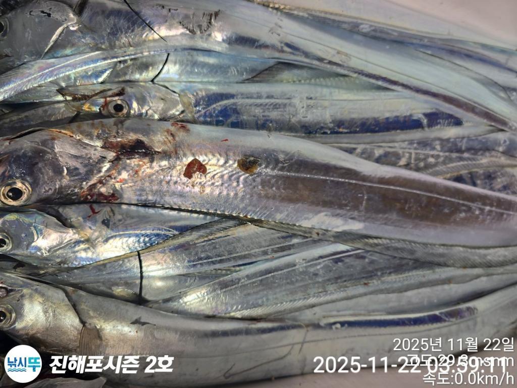 낚시뚜,갈치,진해행암항,진해포시즌 2호,낚시뚜17