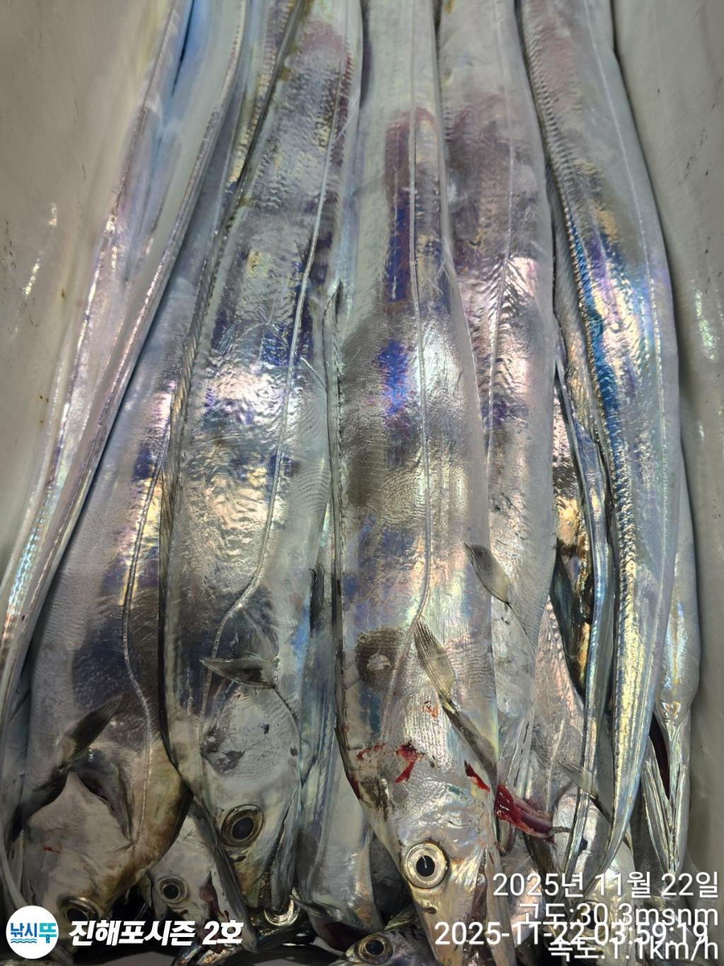 낚시뚜,갈치,진해행암항,진해포시즌 2호,낚시뚜15