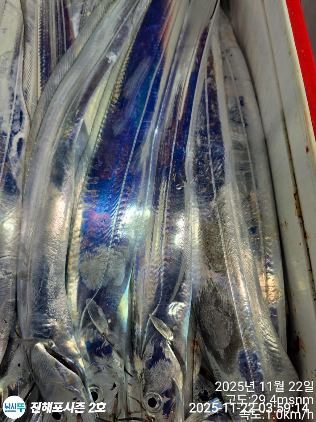 낚시뚜,갈치,진해행암항,진해포시즌 2호,낚시뚜14