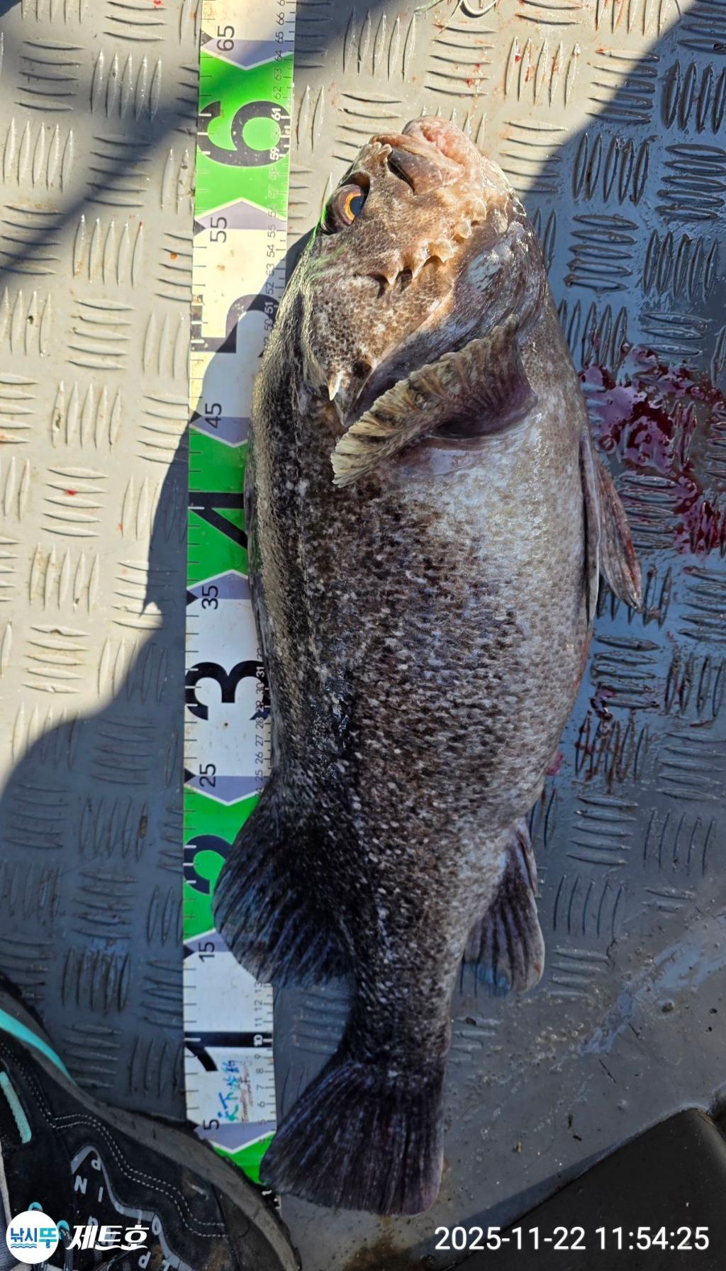 낚시뚜,방어,삼치,영일만항,포항 제트호,낚시뚜12