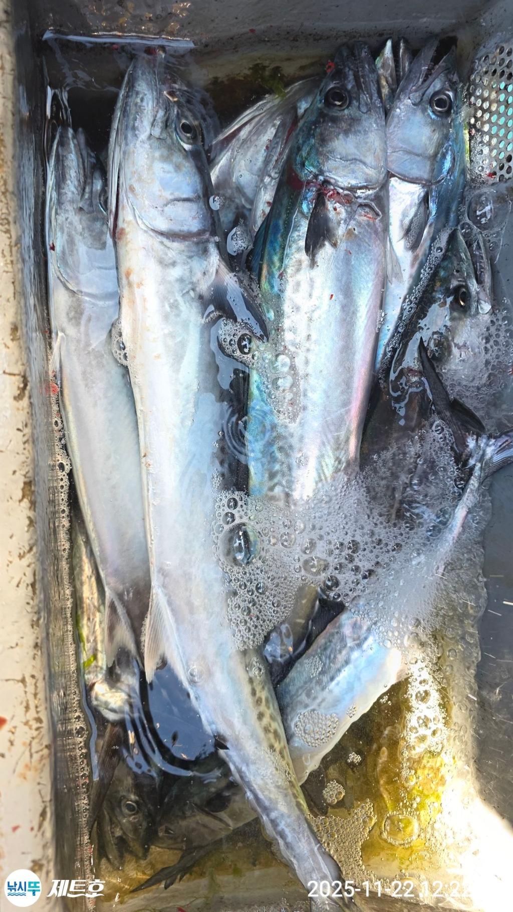낚시뚜,방어,삼치,영일만항,포항 제트호,낚시뚜10