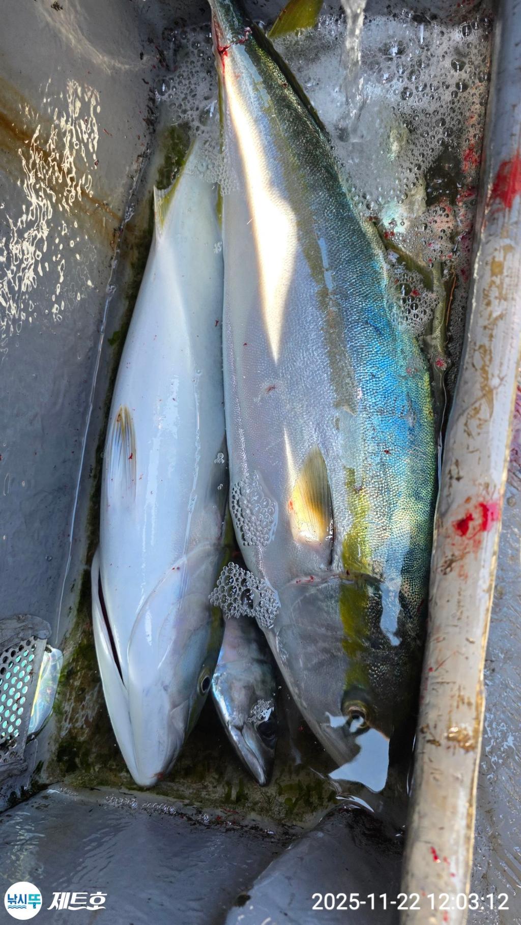 낚시뚜,방어,삼치,영일만항,포항 제트호,낚시뚜9