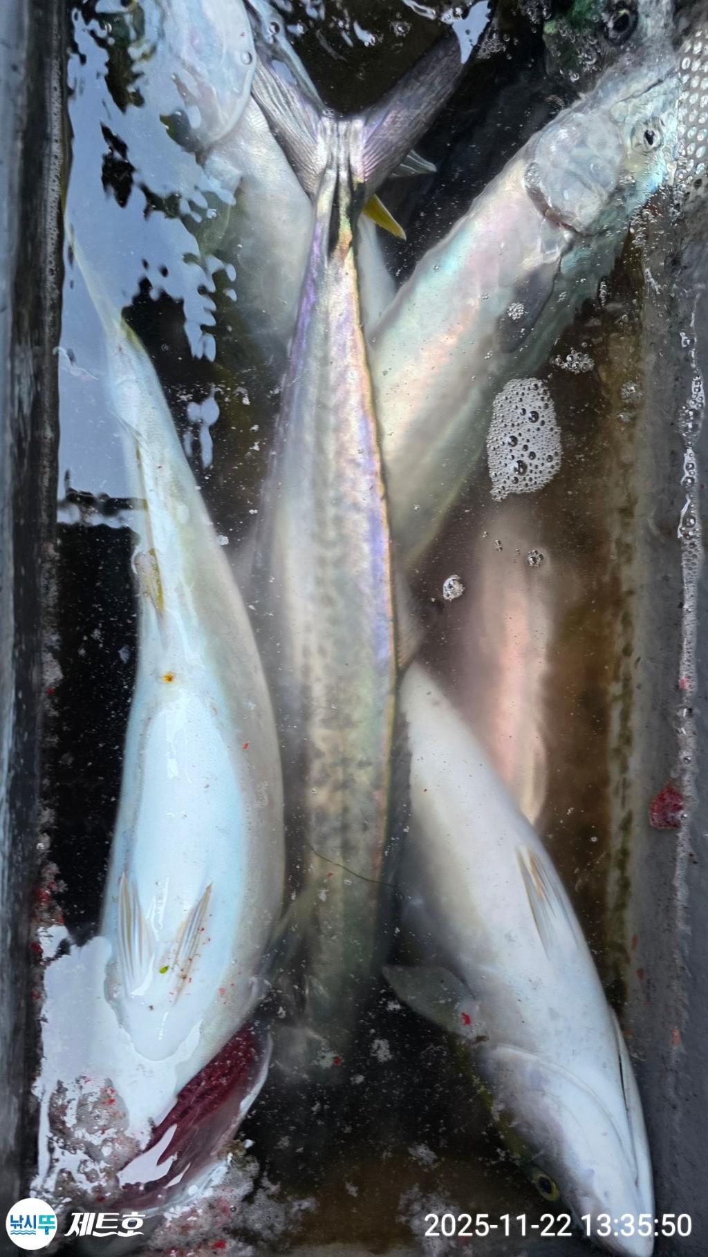 낚시뚜,방어,삼치,영일만항,포항 제트호,낚시뚜7