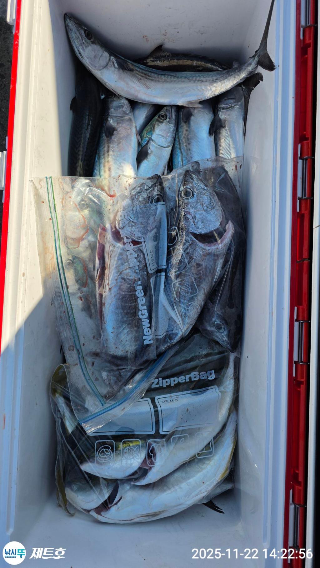 낚시뚜,방어,삼치,영일만항,포항 제트호,낚시뚜6