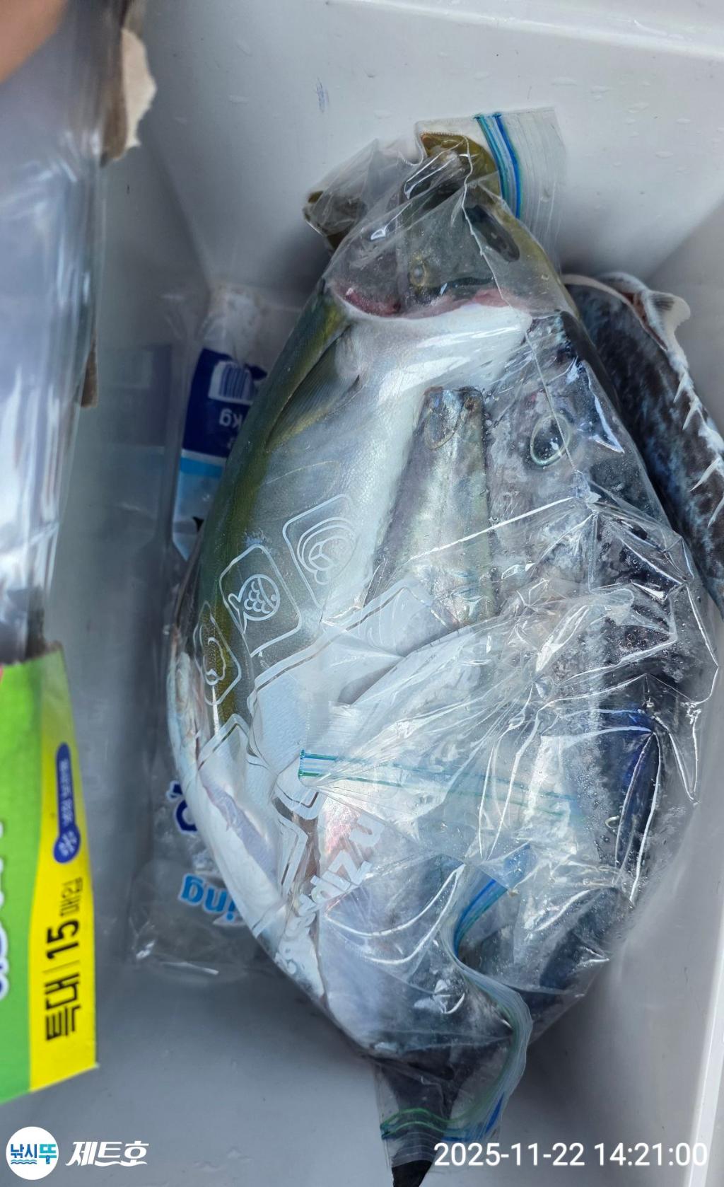 낚시뚜,방어,삼치,영일만항,포항 제트호,낚시뚜5