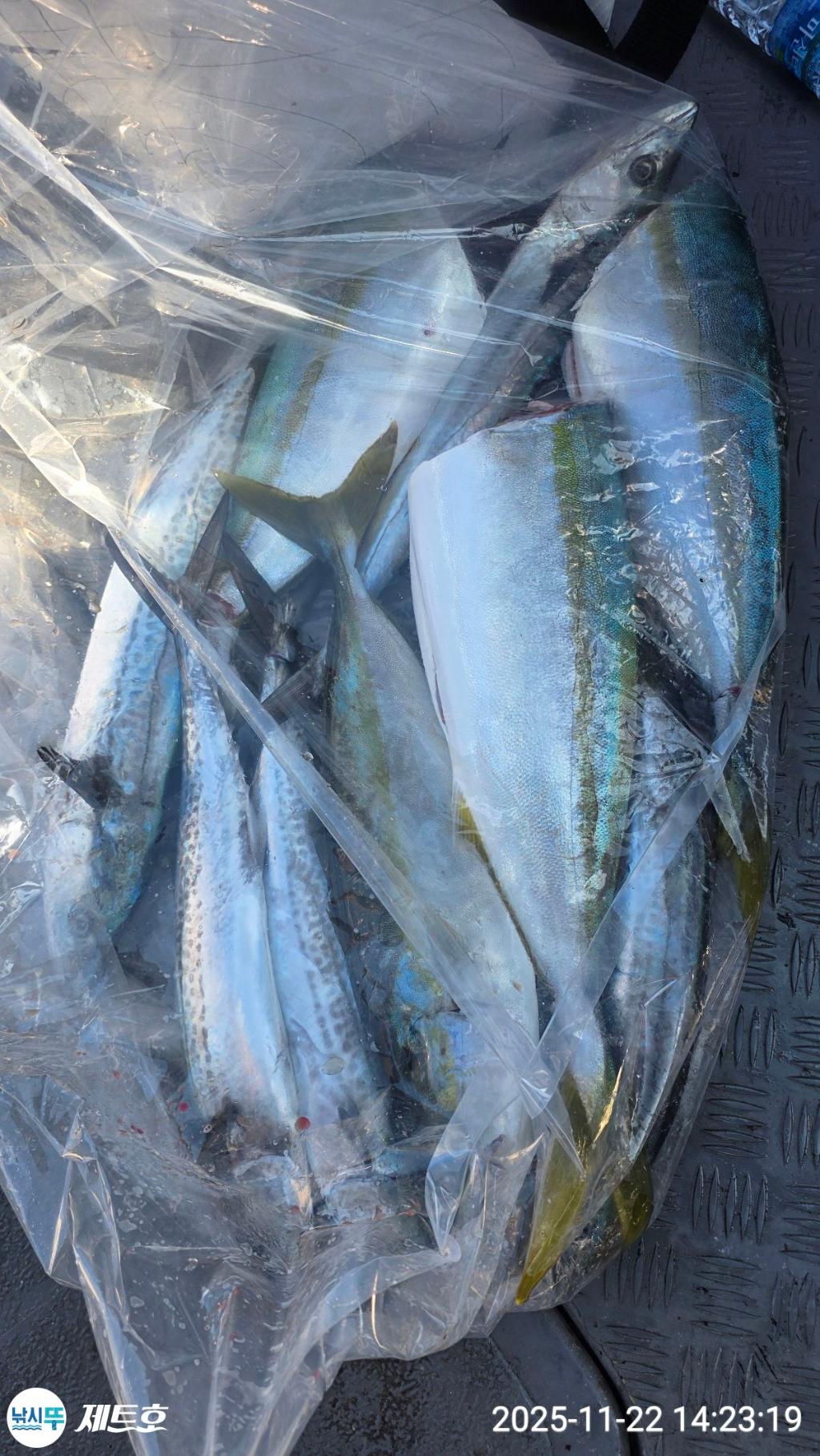 낚시뚜,방어,삼치,영일만항,포항 제트호,낚시뚜3