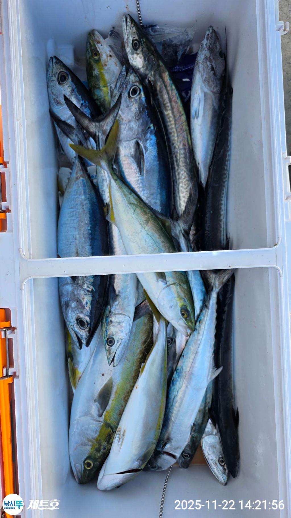 낚시뚜,방어,삼치,영일만항,포항 제트호,낚시뚜2