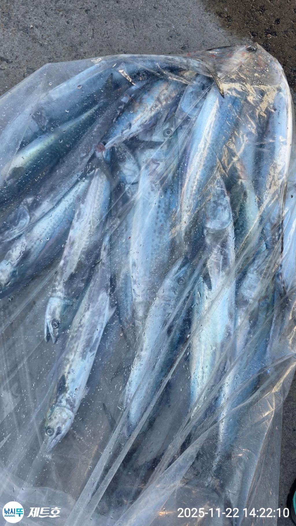 낚시뚜,방어,삼치,영일만항,포항 제트호,낚시뚜1