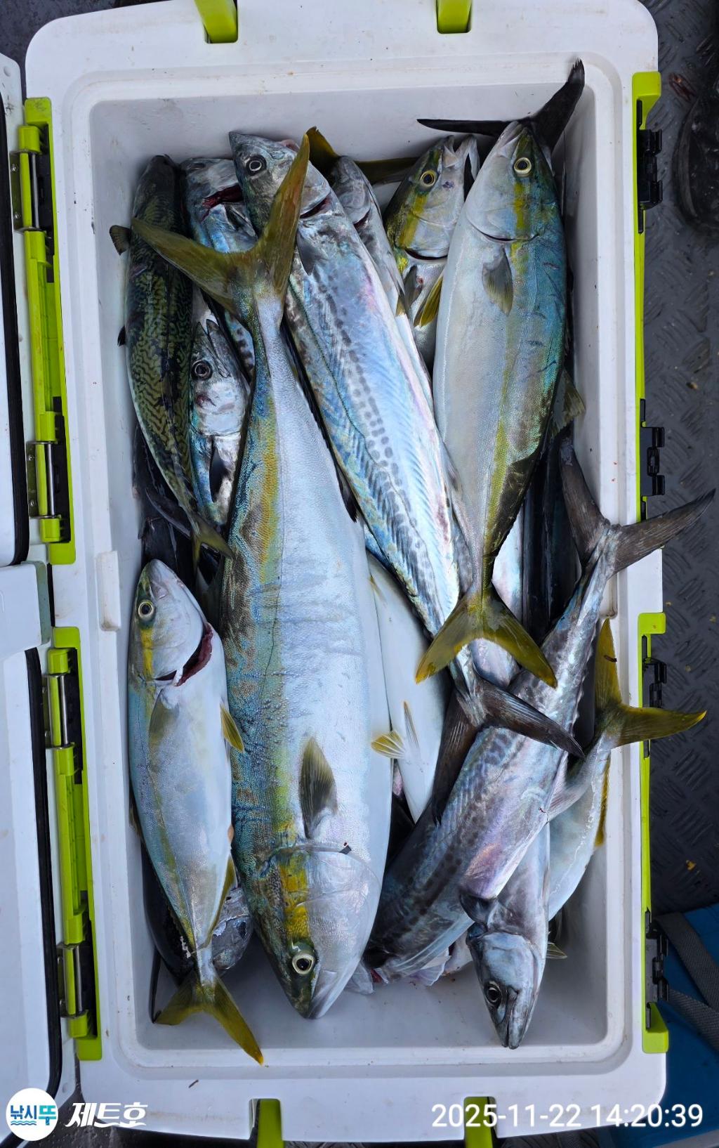 낚시뚜,방어,삼치,영일만항,포항 제트호,낚시뚜0