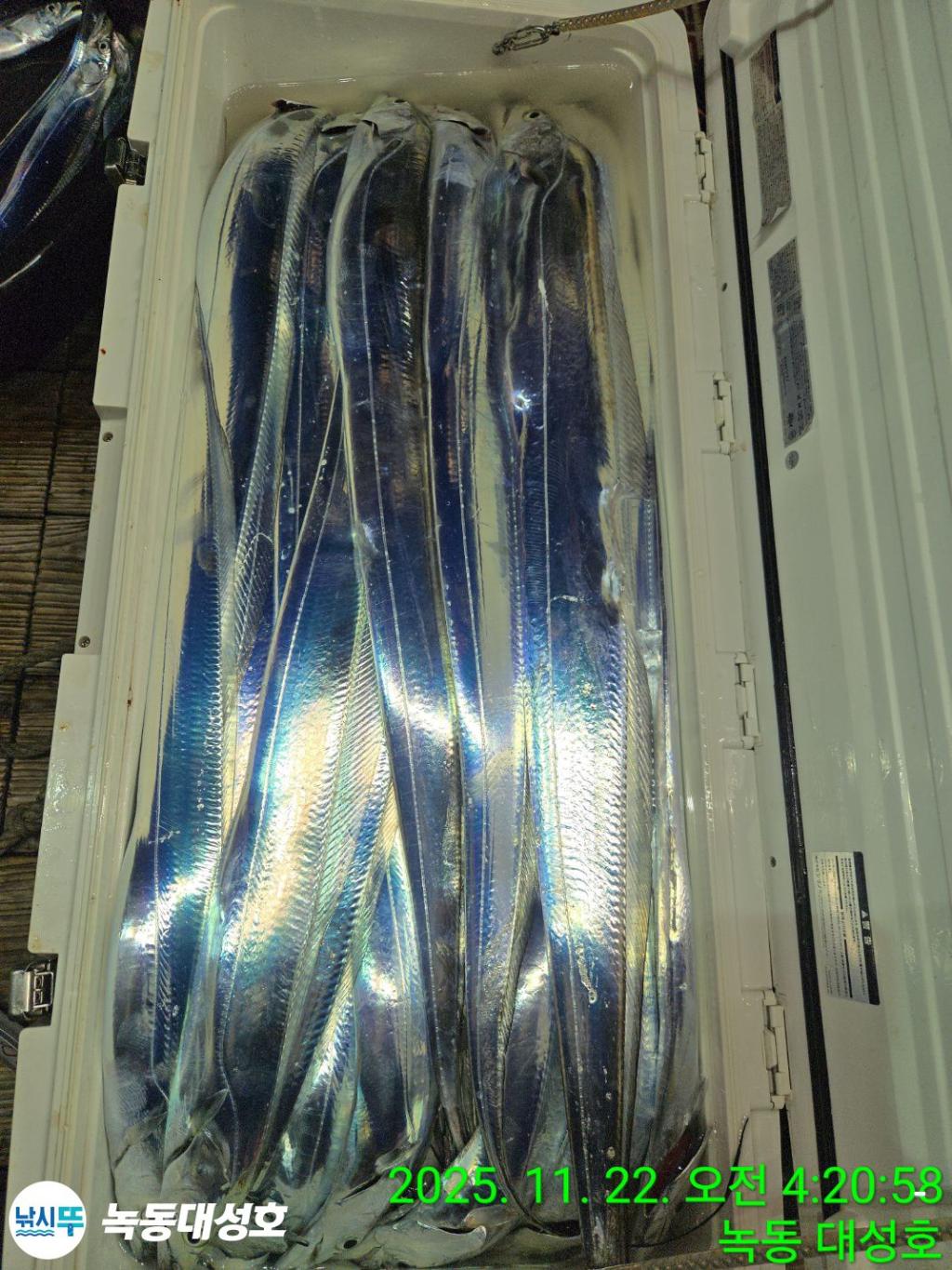 낚시뚜,갈치,녹동항,녹동대성호,낚시뚜59