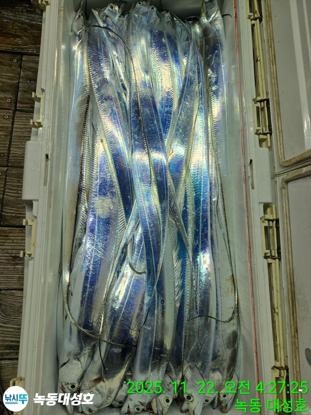 낚시뚜,갈치,녹동항,녹동대성호,낚시뚜58