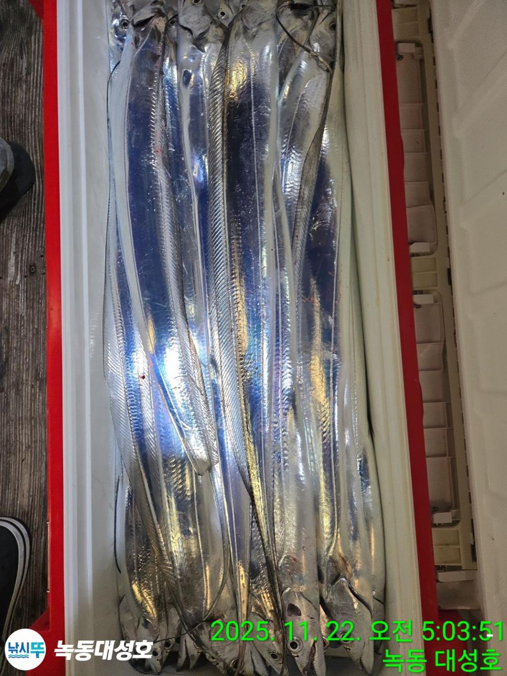 낚시뚜,갈치,녹동항,녹동대성호,낚시뚜57