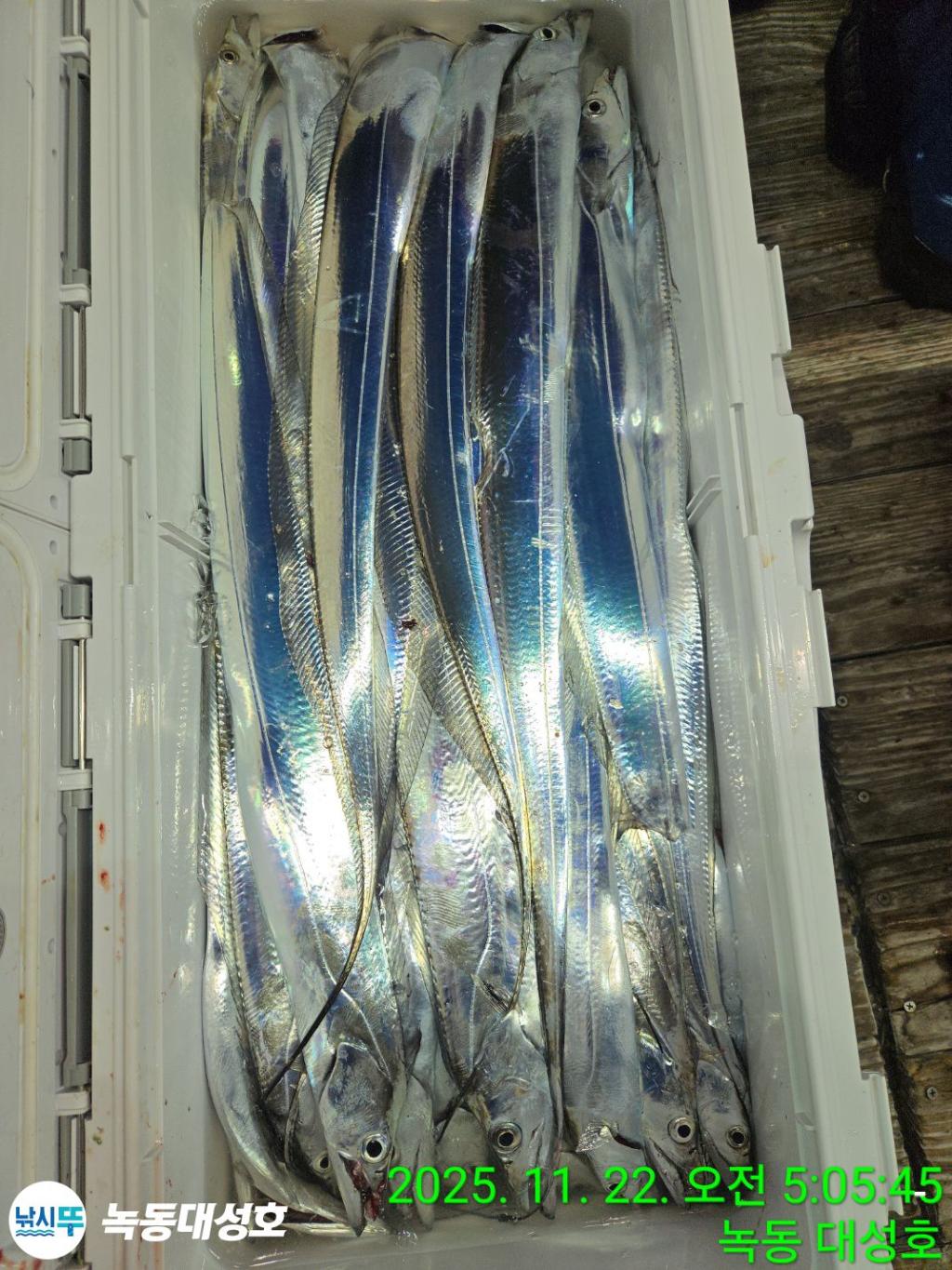 낚시뚜,갈치,녹동항,녹동대성호,낚시뚜56