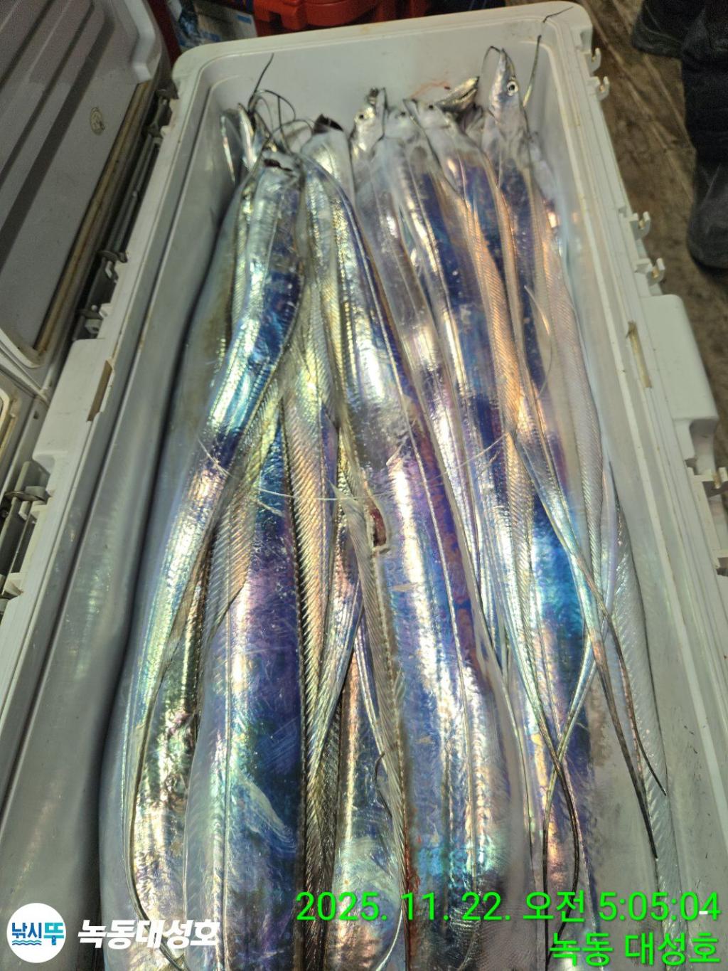 낚시뚜,갈치,녹동항,녹동대성호,낚시뚜55