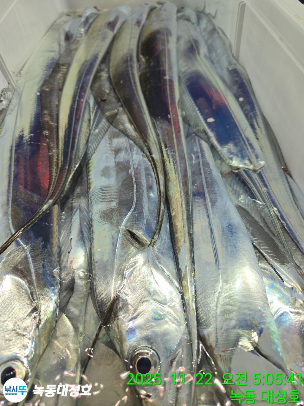 낚시뚜,갈치,녹동항,녹동대성호,낚시뚜54