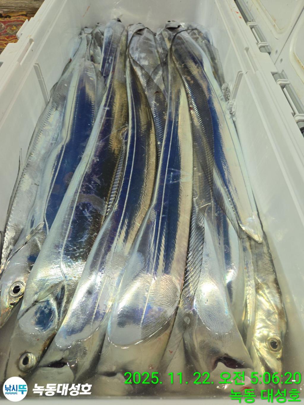 낚시뚜,갈치,녹동항,녹동대성호,낚시뚜53