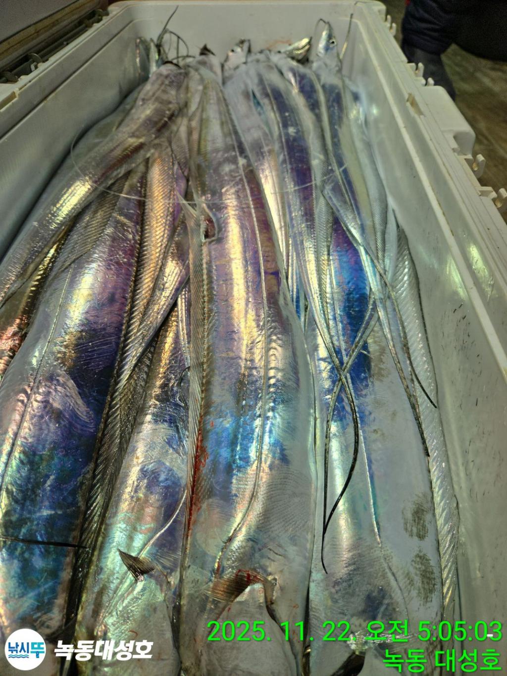 낚시뚜,갈치,녹동항,녹동대성호,낚시뚜52