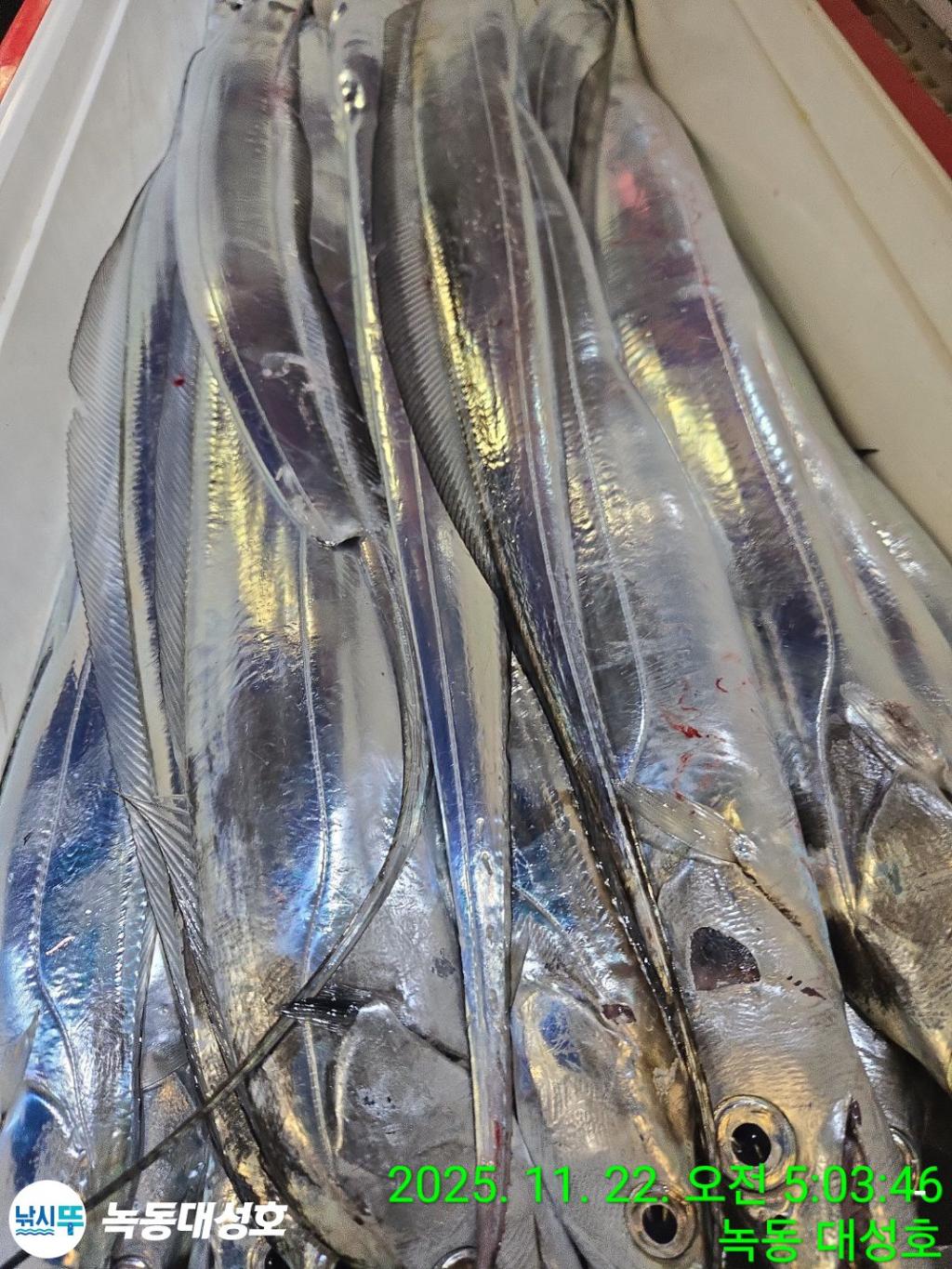 낚시뚜,갈치,녹동항,녹동대성호,낚시뚜51