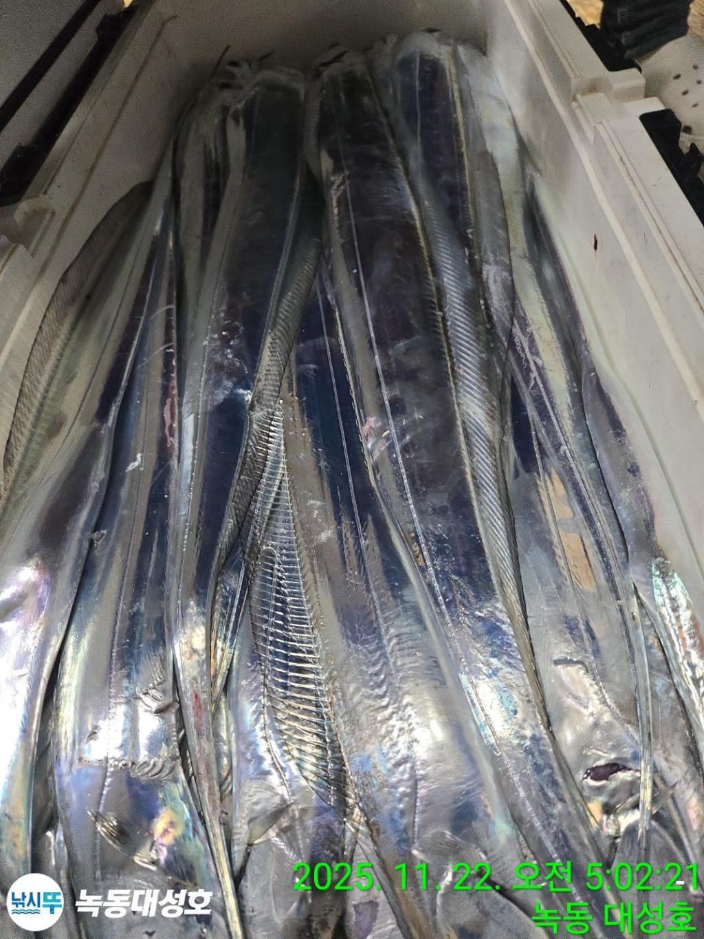 낚시뚜,갈치,녹동항,녹동대성호,낚시뚜50