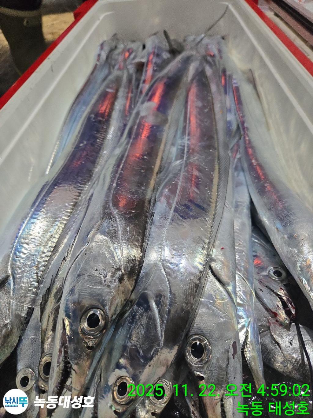 낚시뚜,갈치,녹동항,녹동대성호,낚시뚜49