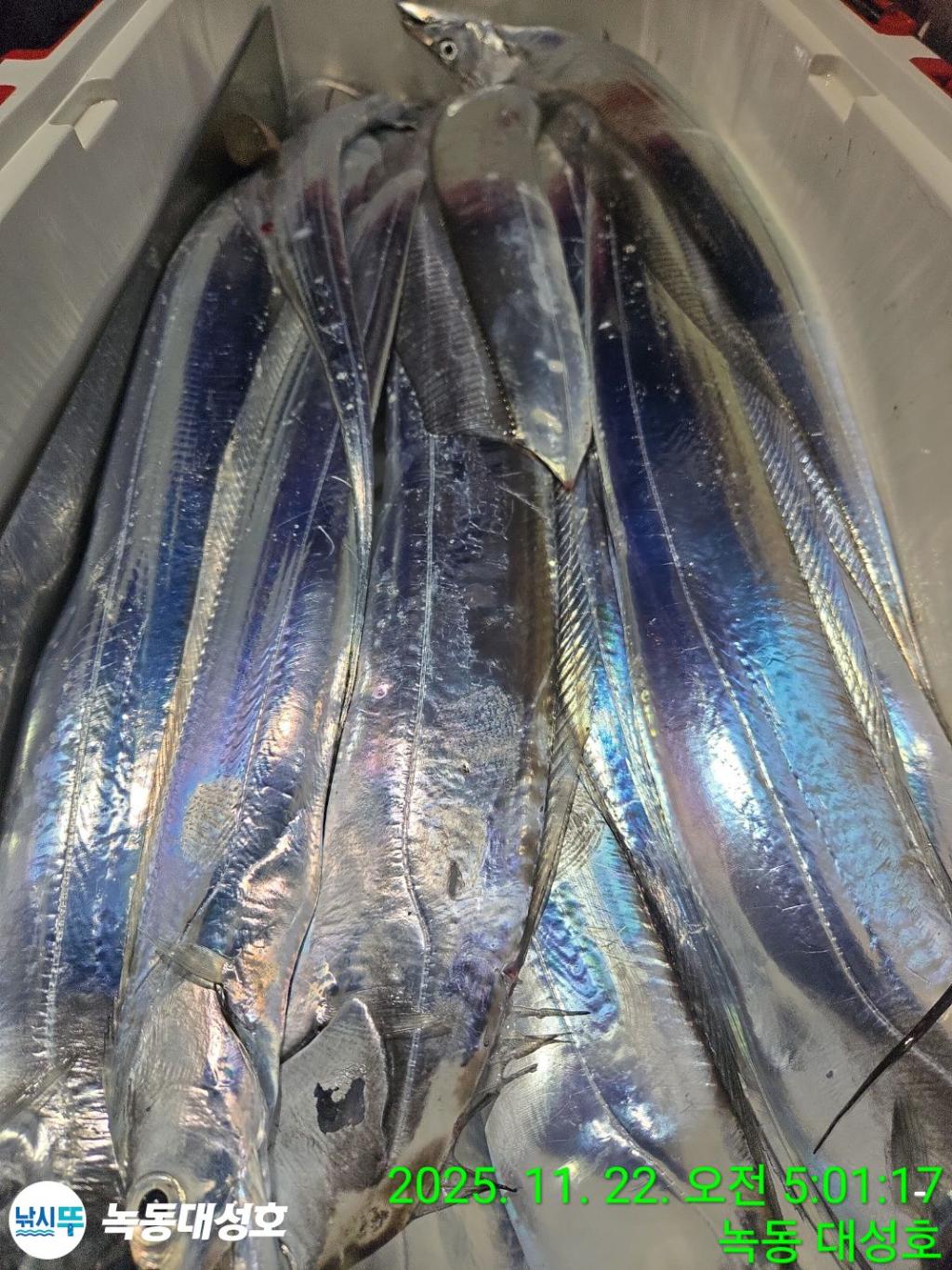 낚시뚜,갈치,녹동항,녹동대성호,낚시뚜48