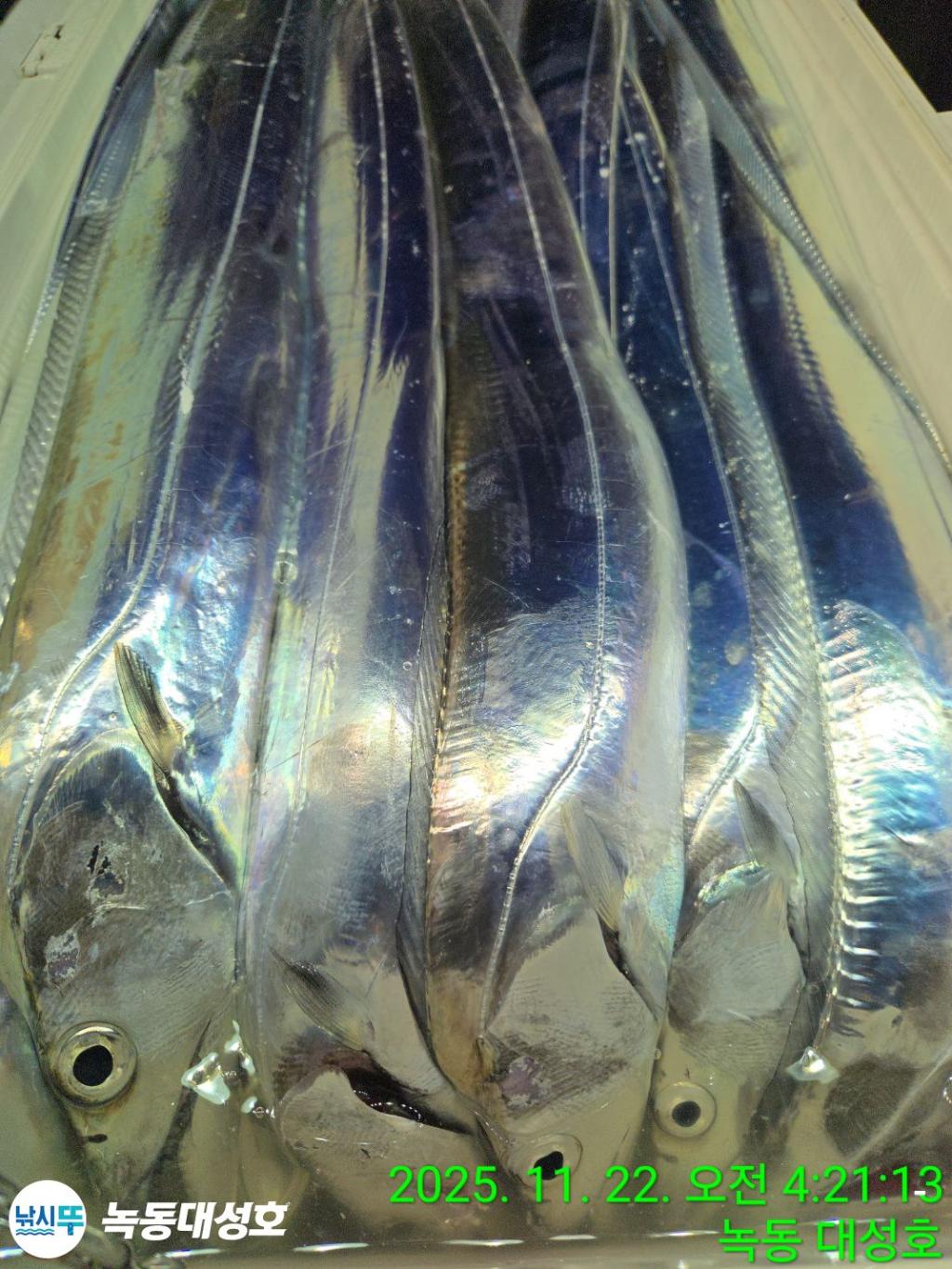 낚시뚜,갈치,녹동항,녹동대성호,낚시뚜47