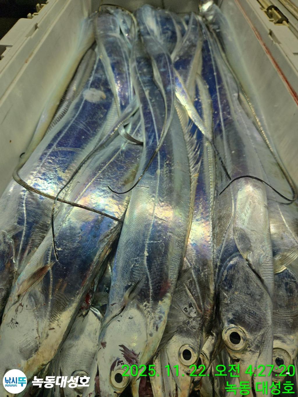 낚시뚜,갈치,녹동항,녹동대성호,낚시뚜46