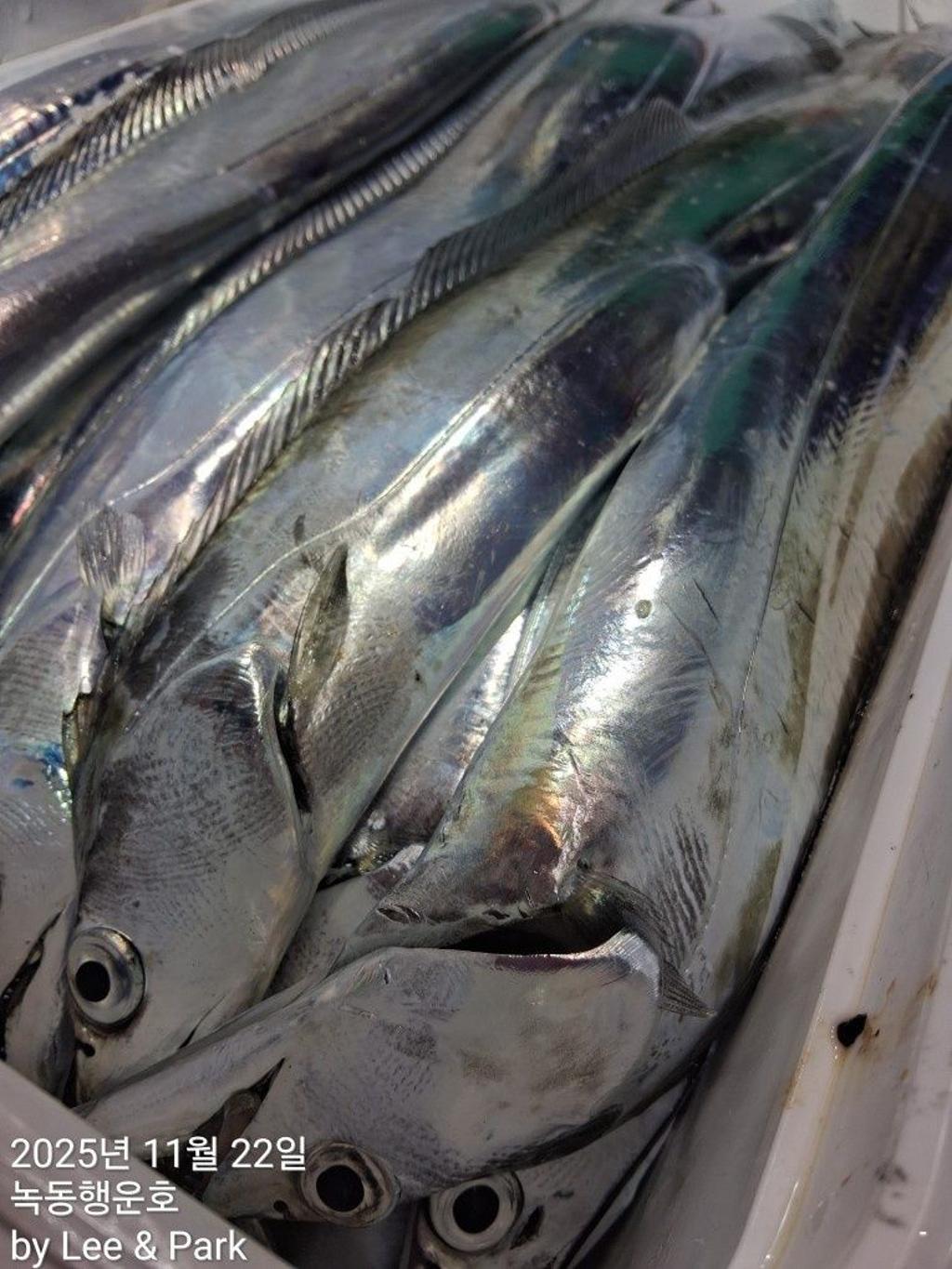 낚시뚜,갈치,녹동항,녹동대성호,낚시뚜45