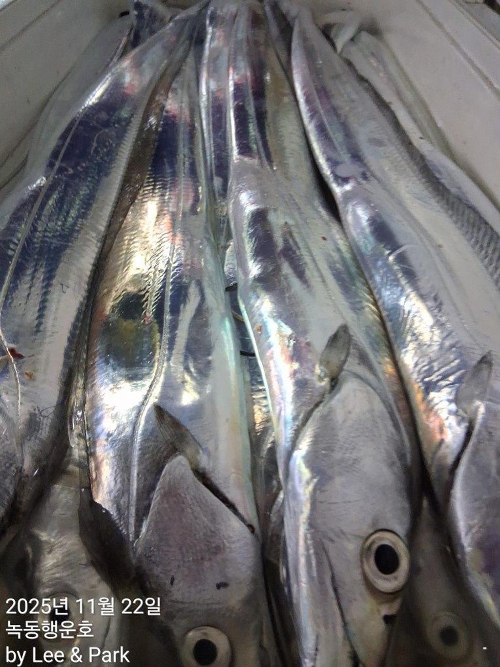 낚시뚜,갈치,녹동항,녹동대성호,낚시뚜44