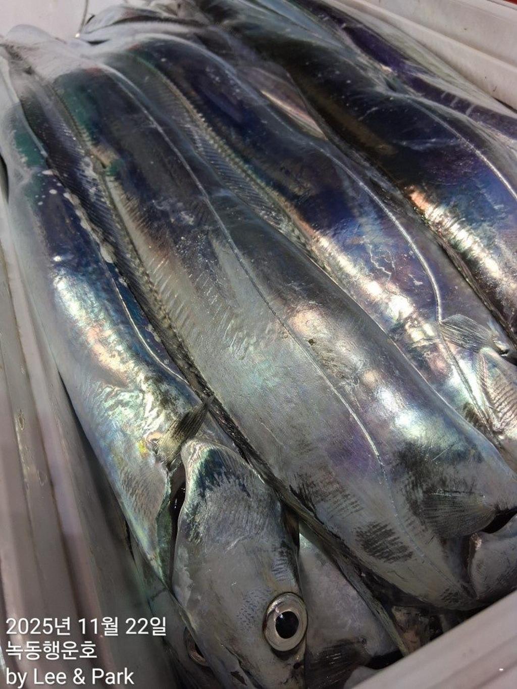 낚시뚜,갈치,녹동항,녹동대성호,낚시뚜43