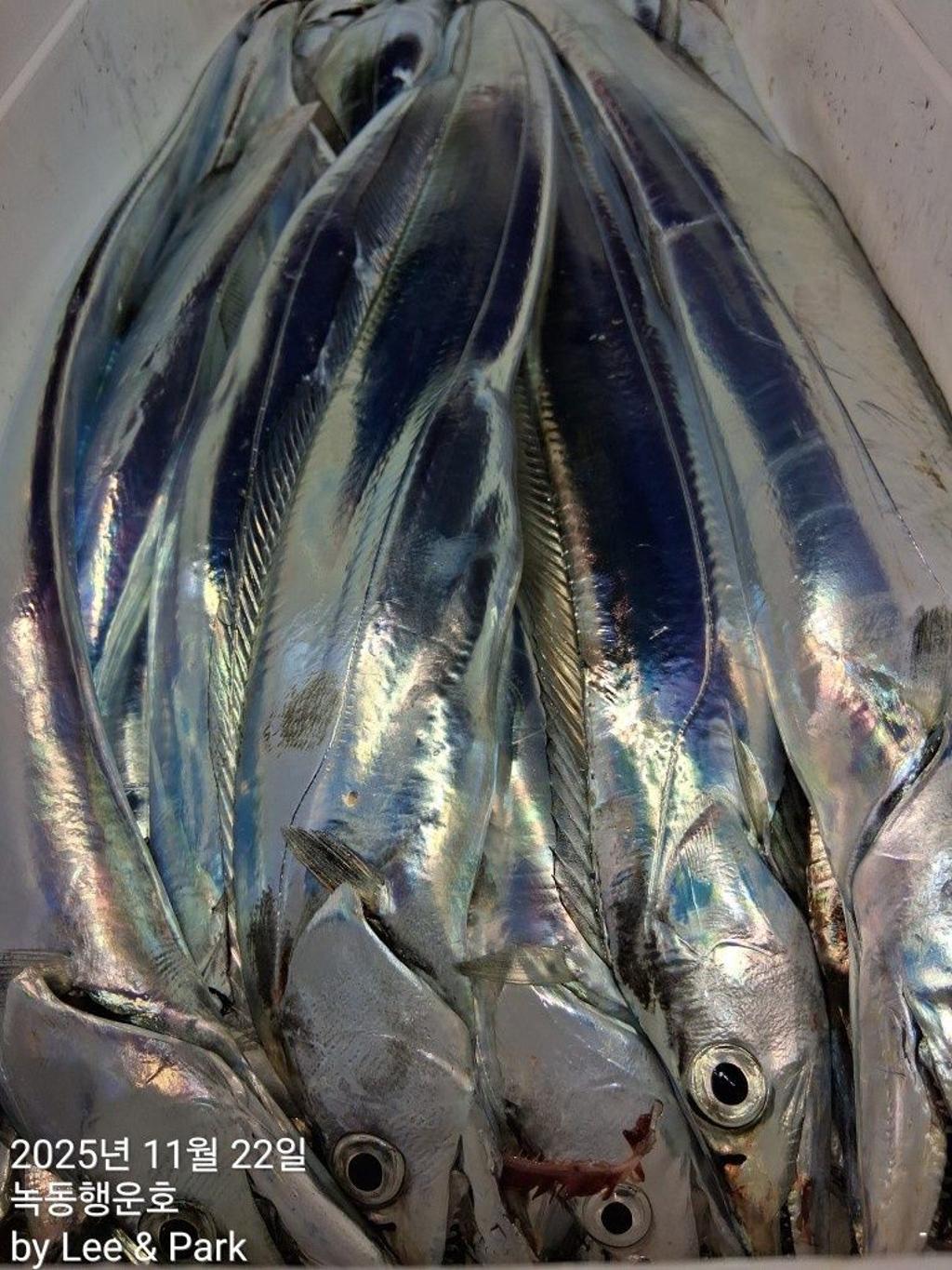 낚시뚜,갈치,녹동항,녹동대성호,낚시뚜42