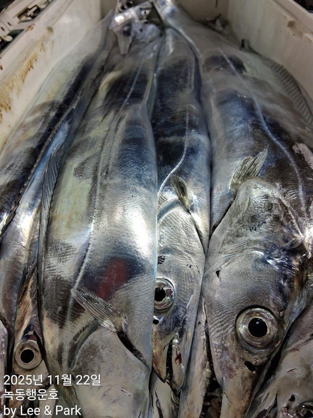 낚시뚜,갈치,녹동항,녹동대성호,낚시뚜41