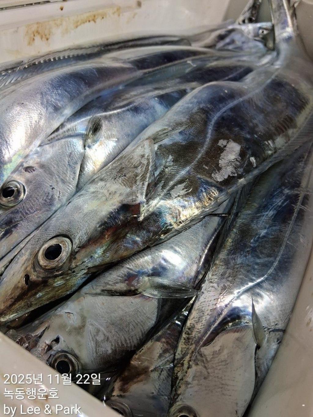 낚시뚜,갈치,녹동항,녹동대성호,낚시뚜40