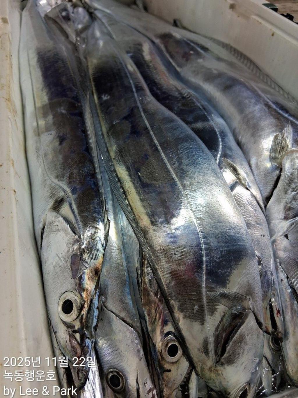 낚시뚜,갈치,녹동항,녹동대성호,낚시뚜39