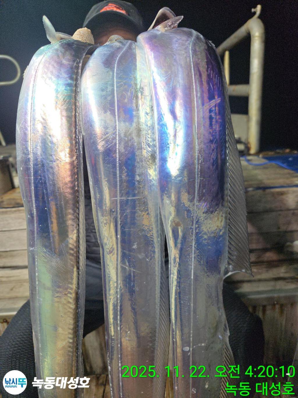 낚시뚜,갈치,녹동항,녹동대성호,낚시뚜16