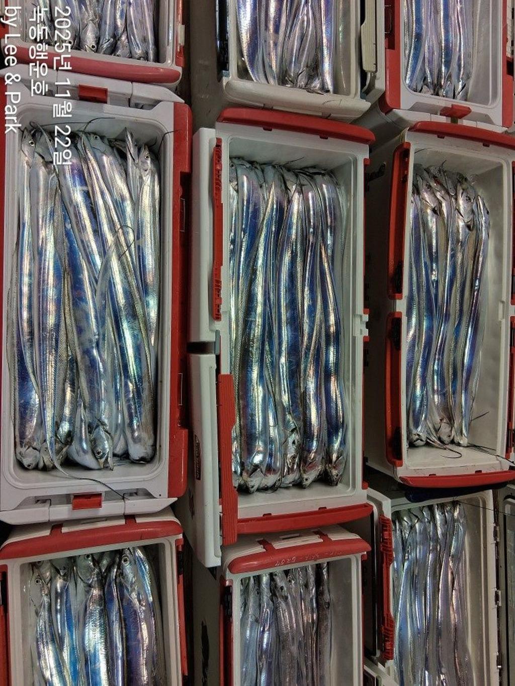 낚시뚜,갈치,녹동항,녹동대성호,낚시뚜3